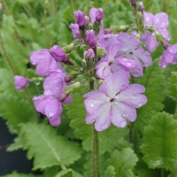 Primula sieboldii 'Sangoguko'